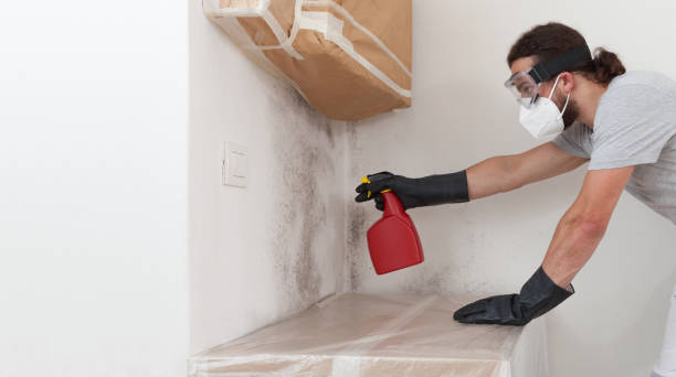 Professional Attic Mold Remediation technician working in Millington, MI