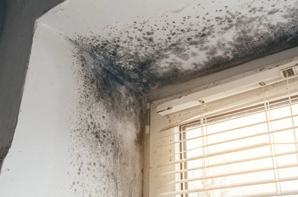 Affordable Attic Mold Remediation solutions in Millington, MI